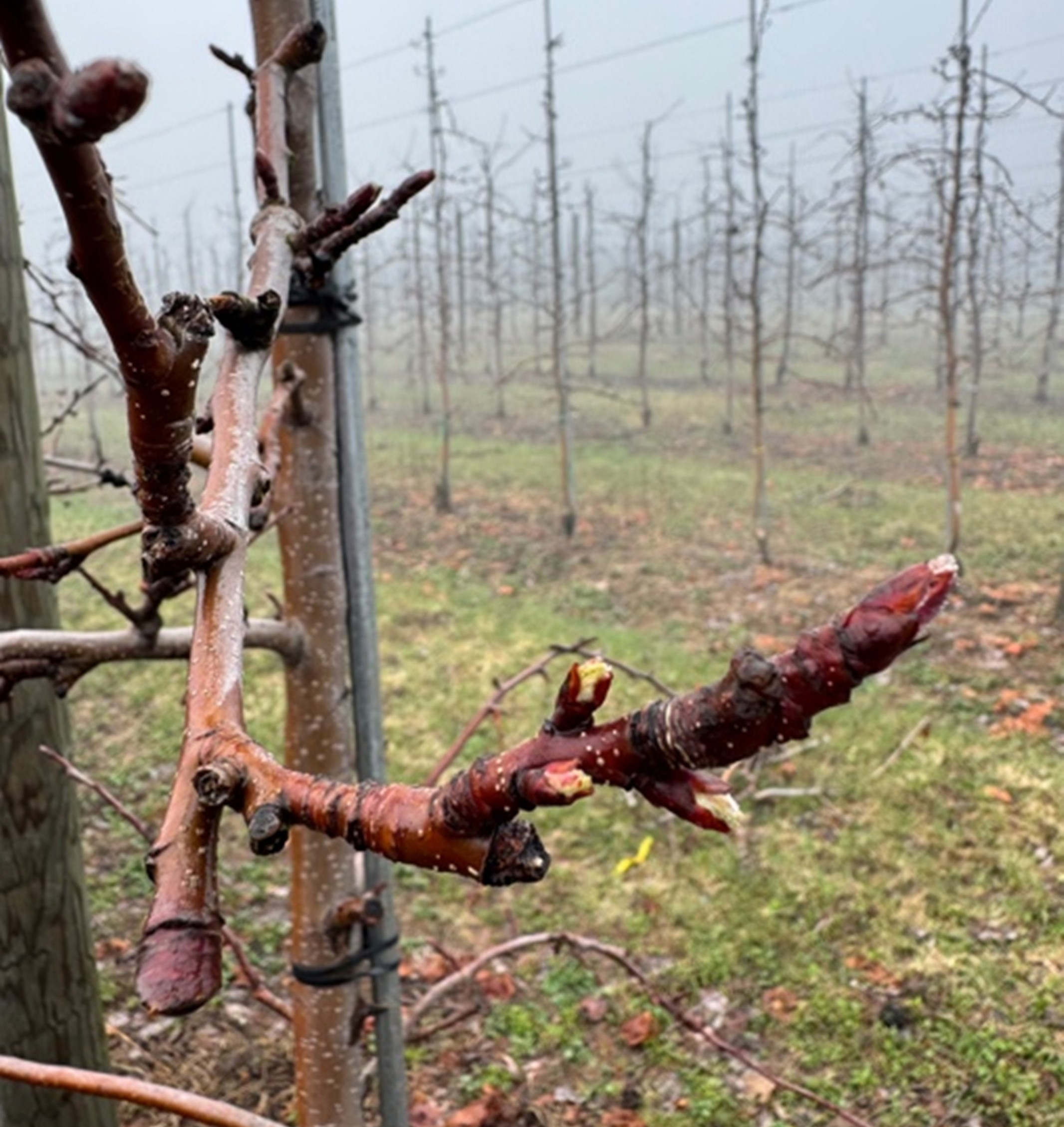 A closeup of Gala apple buds.